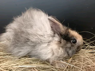 jersey wooly rabbits