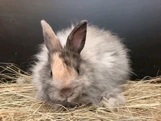 jersey wooly rabbits