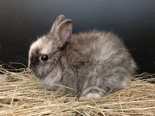 jersey wooly rabbits