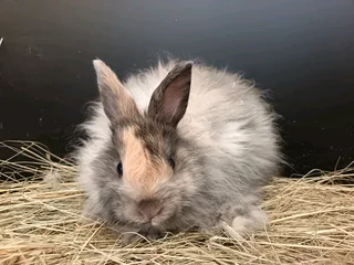 jersey wooly rabbits