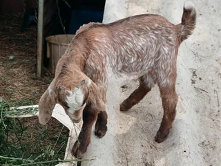 Baby goats