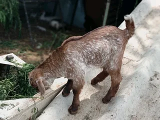 Baby goats