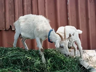 Baby goats