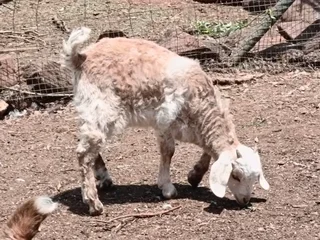 Baby goats