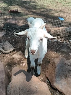 Baby goats