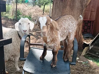 Baby goats
