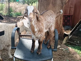 Baby goats