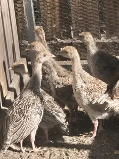 Turkey chicks