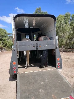 Venter Royal Horsebox for sale