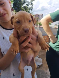 Puppies - Ad posted by Angelique Weitz