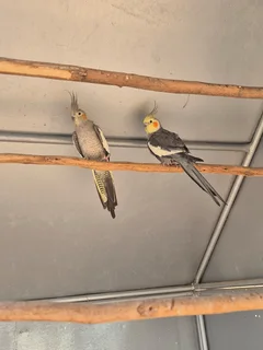 Semi tame pair of cockatiels available