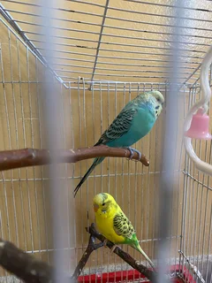 Blue male budgie available R100