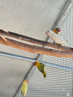 Last 3 love birds available R150