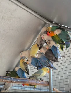 25 love birds available R150 each or R120 each if u take the whole lot