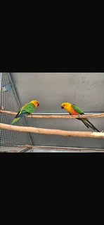 Pair available surgically sexed