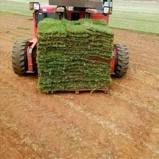 Instant lawn