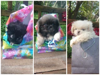 Pekingese - Ad posted by Jessica Jacobs