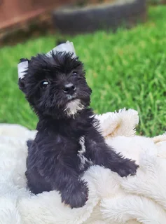 Black male yorkie