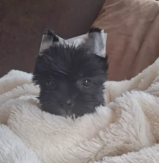 Black male yorkie
