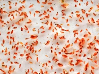 Dpahina starter culture