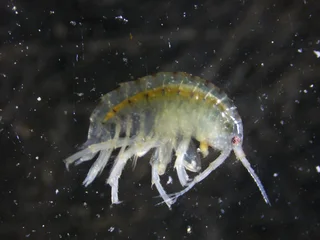 Scuds live food highly nutritious