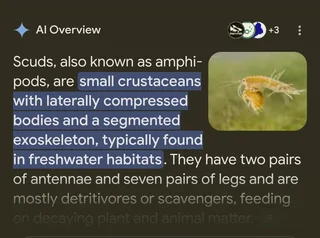 Scuds live food highly nutritious