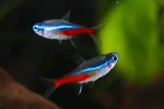 Neon tetra