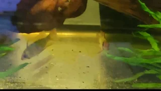 Pair of German blue rams