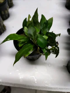 Aquarium gravel new also fish plants root tabs tanks rack meds