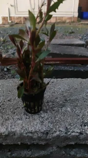 Aquarium gravel new also fish plants root tabs tanks rack meds