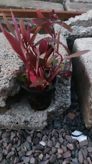 Aquarium gravel new also fish plants root tabs tanks rack meds