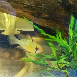 Aquarium gravel new also fish plants root tabs tanks rack meds