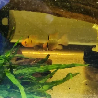 Aquarium gravel new also fish plants root tabs tanks rack meds