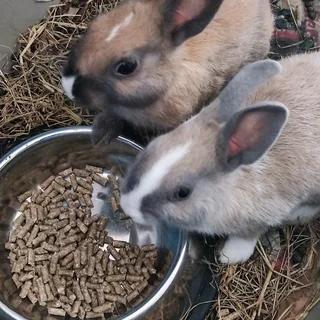 Netherlands dwarf rabbits