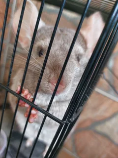 2year old chinchilla with cage male reason for selling we are relocating
