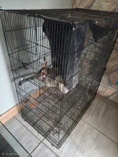 Chinchilla with cage