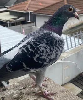 Pigeons - Ad posted by Faiedah Kleinsmidt