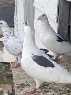 Pigeons - Ad posted by Faiedah Kleinsmidt