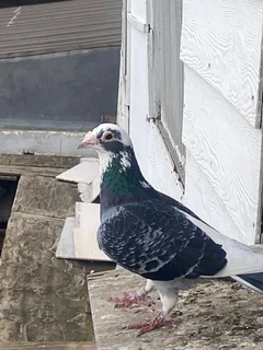 Pigeons - Ad posted by Faiedah Kleinsmidt