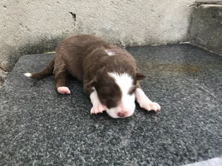 5 German Shepherd puppies (price negotiable)