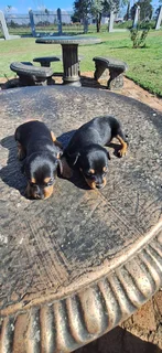 Miniature Doberman Pincher