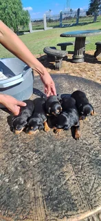 Miniature Doberman Pincher