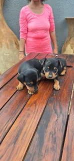 Miniature Doberman Pincher