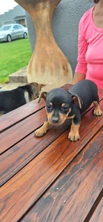 Miniature Doberman Pincher
