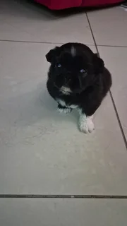 Pets - Ad posted by Kerusha Nair