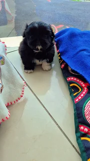 Pets - Ad posted by Kerusha Nair