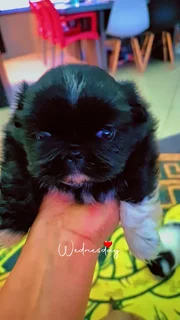 Pets - Ad posted by Kerusha Nair