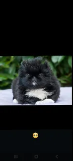 Pets - Ad posted by Kerusha Nair