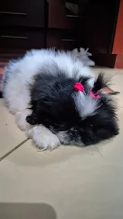 Pets - Ad posted by Kerusha Nair