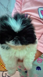 Pets - Ad posted by Kerusha Nair